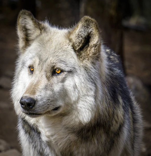 Lobo y lobo perros en invierno —  Fotos de Stock
