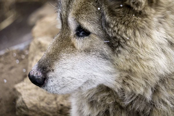 Cães lobo e lobo no inverno — Fotografia de Stock