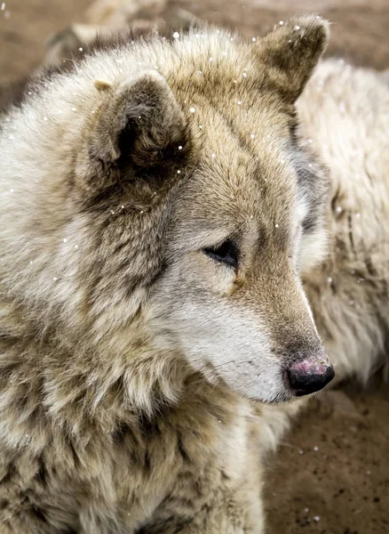 Lobo y lobo perros en invierno —  Fotos de Stock