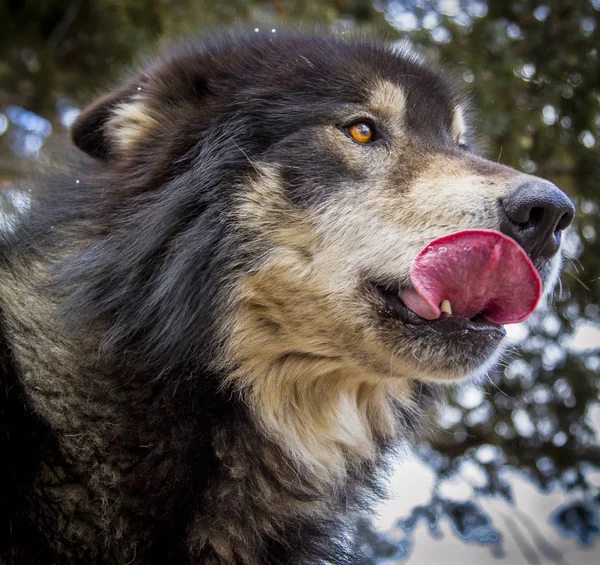Wilk i Wilk Psy zimą — Zdjęcie stockowe