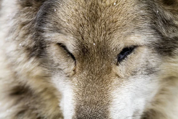 Cães lobo e lobo no inverno — Fotografia de Stock
