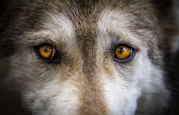 Lobo y lobo perros en invierno — Foto de Stock