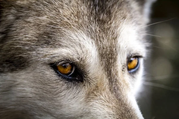 Cães lobo e lobo no inverno — Fotografia de Stock