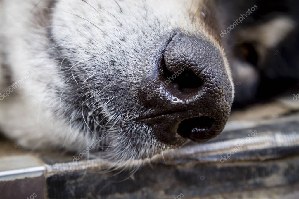 Wolf und Wolf Hunde im Winter — Stockfoto © TeriVirbickis 146996751