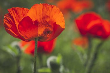 Çayırda büyüyen kırmızı turuncu haşhaş
