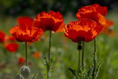 Çayırda büyüyen kırmızı turuncu haşhaş