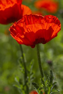 Çayırda büyüyen kırmızı turuncu haşhaş