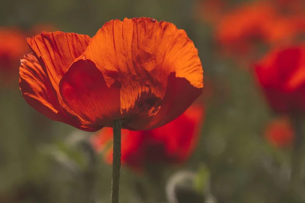 Red orange poppies growing in meadow