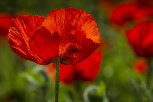 Red orange poppies growing in meadow