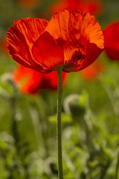 Red orange poppies growing in meadow