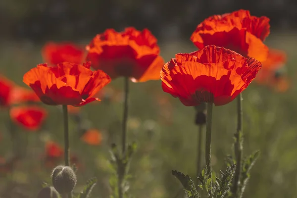 Red orange poppies growing in meadow