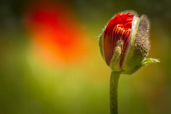 Red orange poppies growing in meadow — Stock Photo, Image