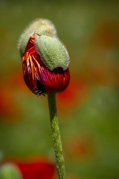 Red orange poppies growing in meadow — Stock Photo, Image