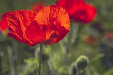 Çayırda büyüyen kırmızı turuncu haşhaş
