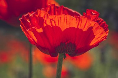 Çayırda büyüyen kırmızı turuncu haşhaş