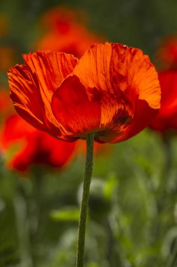 Çayırda büyüyen kırmızı turuncu haşhaş