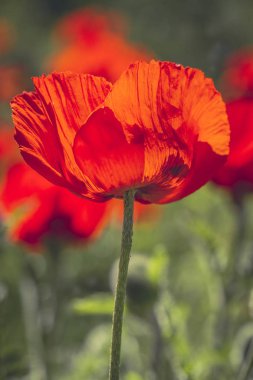 Çayırda büyüyen kırmızı turuncu haşhaş