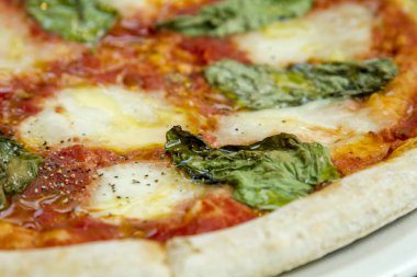 Taze organik fesleğen margherita pizza