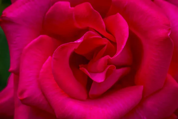 Summer Rose Garden Macro Photography — Stock Photo, Image