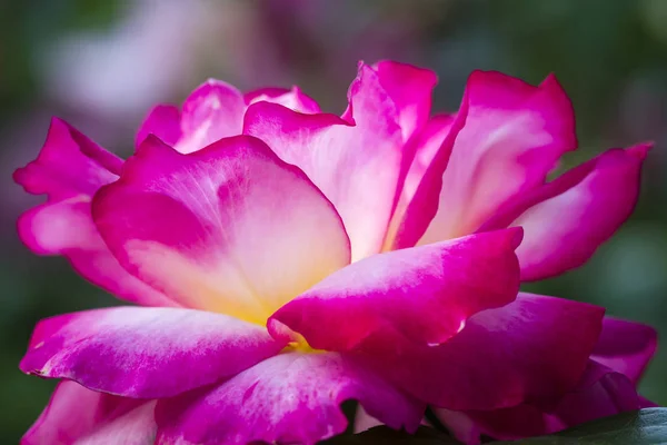 Yaz Rose Garden makro fotoğrafçılık — Stok fotoğraf