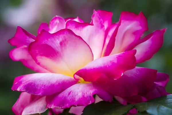 夏季玫瑰花园宏观摄影 — 图库照片