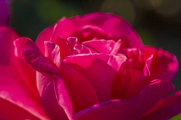 Jardín de rosas de verano Macro Fotografía —  Fotos de Stock