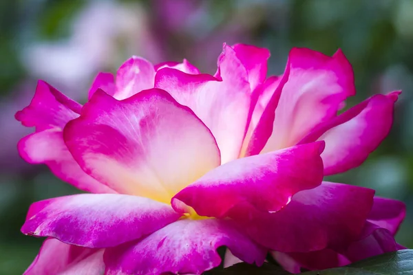 Yaz Rose Garden makro fotoğrafçılık — Stok fotoğraf