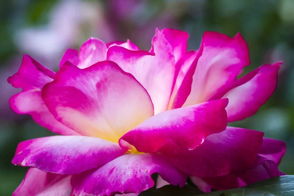 Yaz Rose Garden makro fotoğrafçılık — Stok fotoğraf