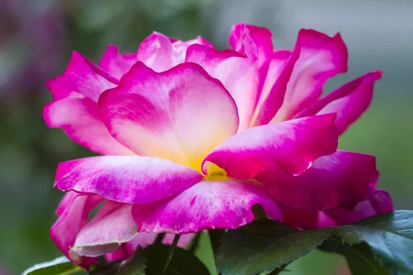 Summer Rose Garden makrofotografii — Zdjęcie stockowe