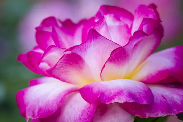 Jardín de rosas de verano Macro Fotografía —  Fotos de Stock
