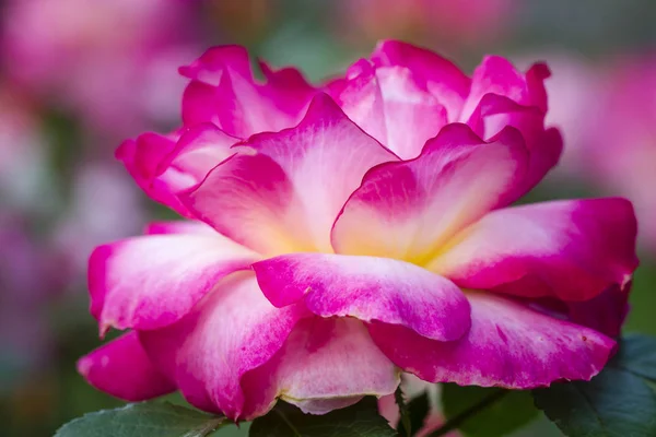 Yaz Rose Garden makro fotoğrafçılık — Stok fotoğraf