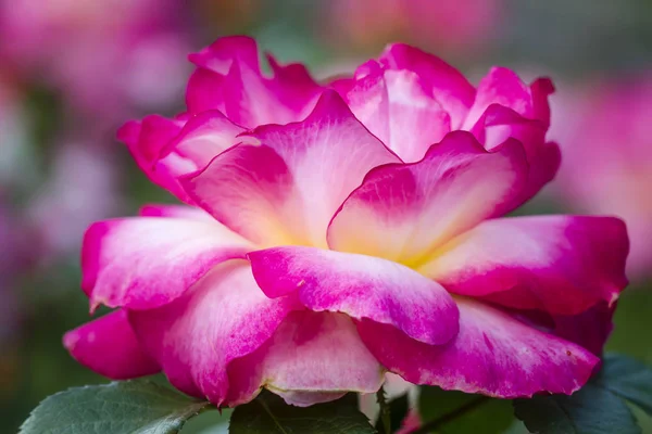 Летний розовый сад — стоковое фото