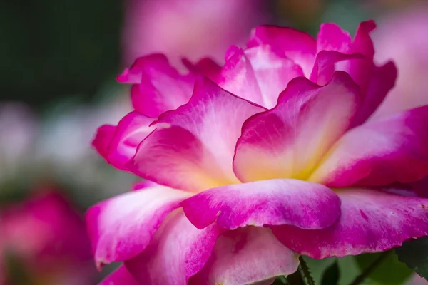 Zomer Rose Garden macrofotografie — Stockfoto