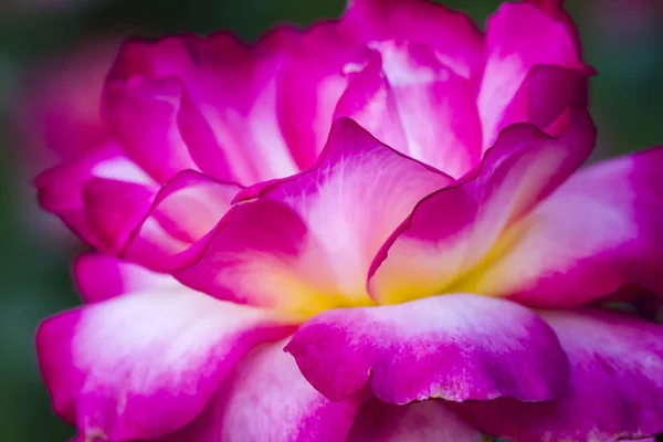 Летний розовый сад — стоковое фото
