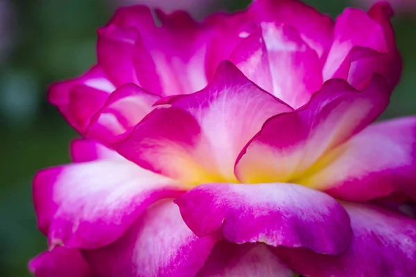Jardín de rosas de verano Macro Fotografía — Foto de Stock
