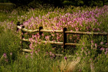 Alan kayalık dağ arı bitkilerin