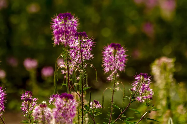 Alan kayalık dağ arı bitkilerin