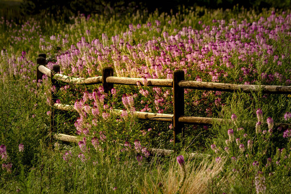 Поле пчелиных растений Скалистых гор
