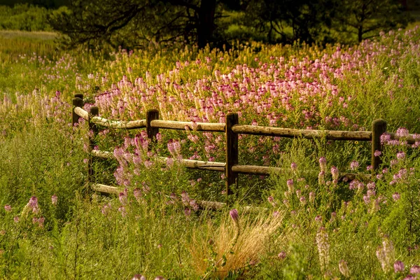 Alan kayalık dağ arı bitkilerin