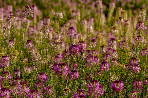 Alan kayalık dağ arı bitkilerin