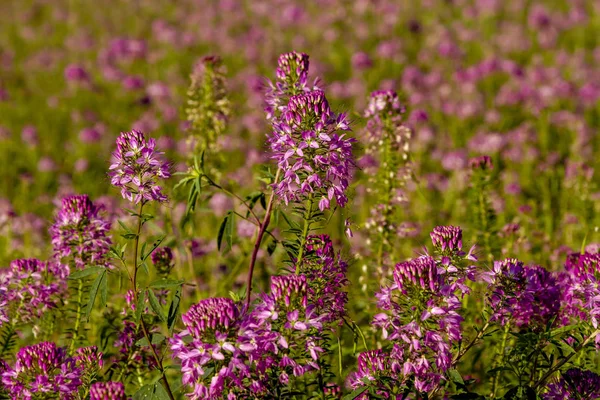 Alan kayalık dağ arı bitkilerin