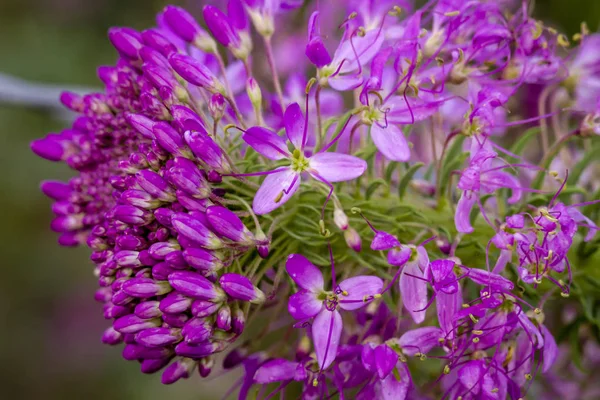 ロッキーマウンテン蜂植物の分野 — ストック写真