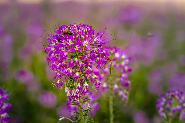 Dziedzinie Rocky Mountain Bee rośliny — Zdjęcie stockowe
