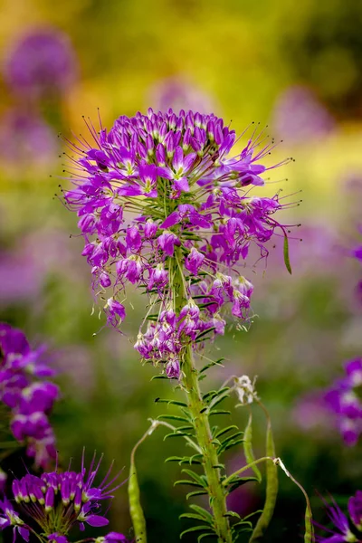 Field of Rocky Mountain Bee Plants — Stock Photo, Image