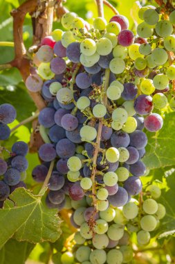 Şarap üzüm asma veraison sahnede