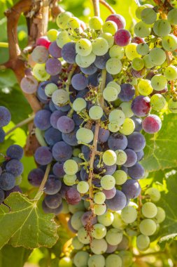 Şarap üzüm asma veraison sahnede