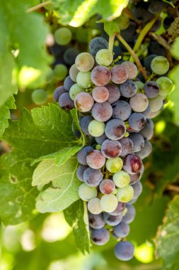 Şarap üzüm asma veraison sahnede