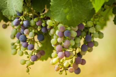 Şarap üzüm asma veraison sahnede