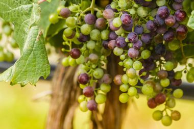 Şarap üzüm asma veraison sahnede