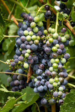 Şarap üzüm asma veraison sahnede